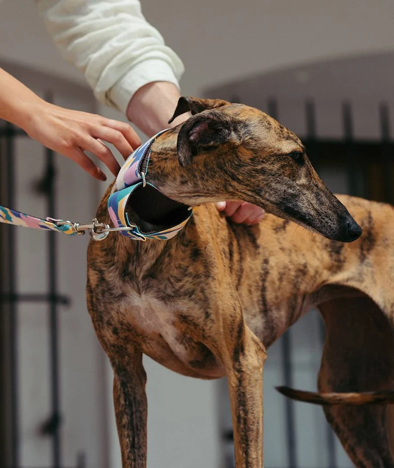 Collar para Galgo Montroig