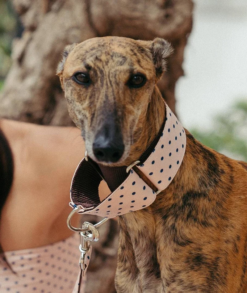 Collar para Galgo Sarria