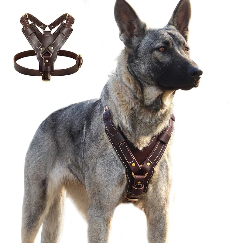 Harnais luxe pour chien