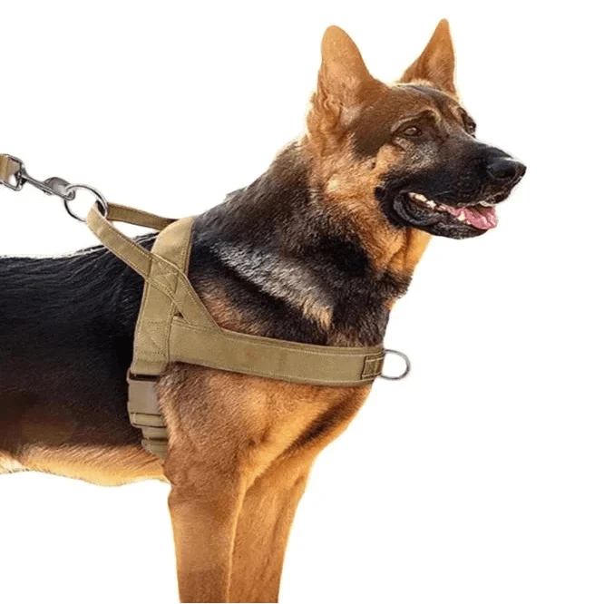 Harnais anti traction agissant sur poitrail du chien