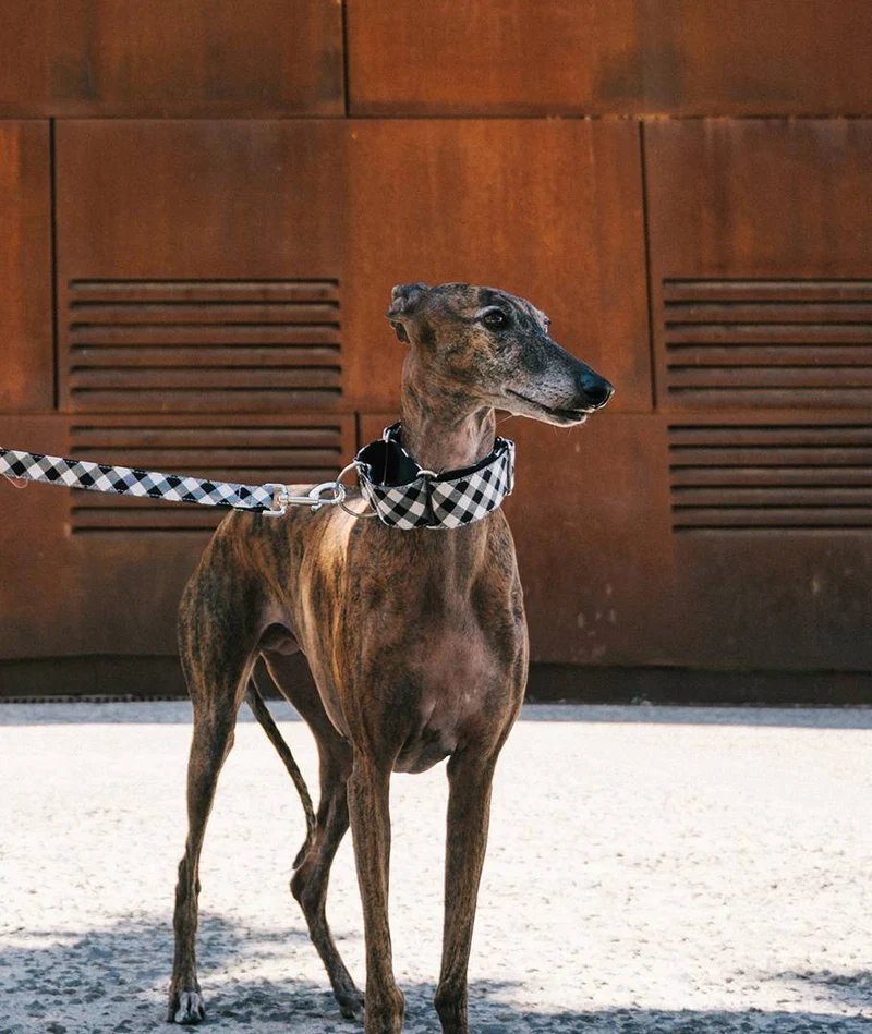 Collar para Galgo Cadi