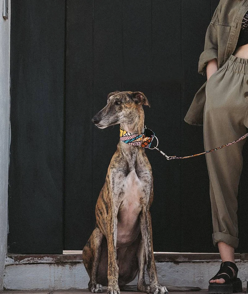 Collar para Galgo Guell