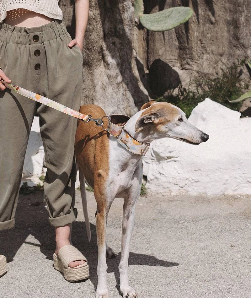 Collar para Galgo Vilanova