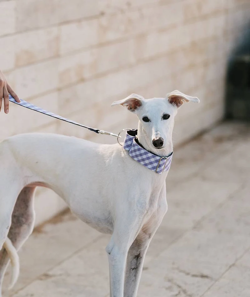 Collar para Galgo Aitona