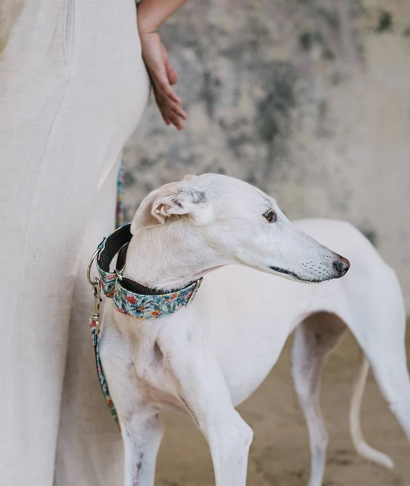 Collar para Galgo Perelada