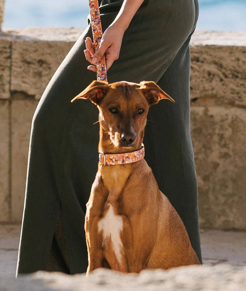 Collar para perro Miravet