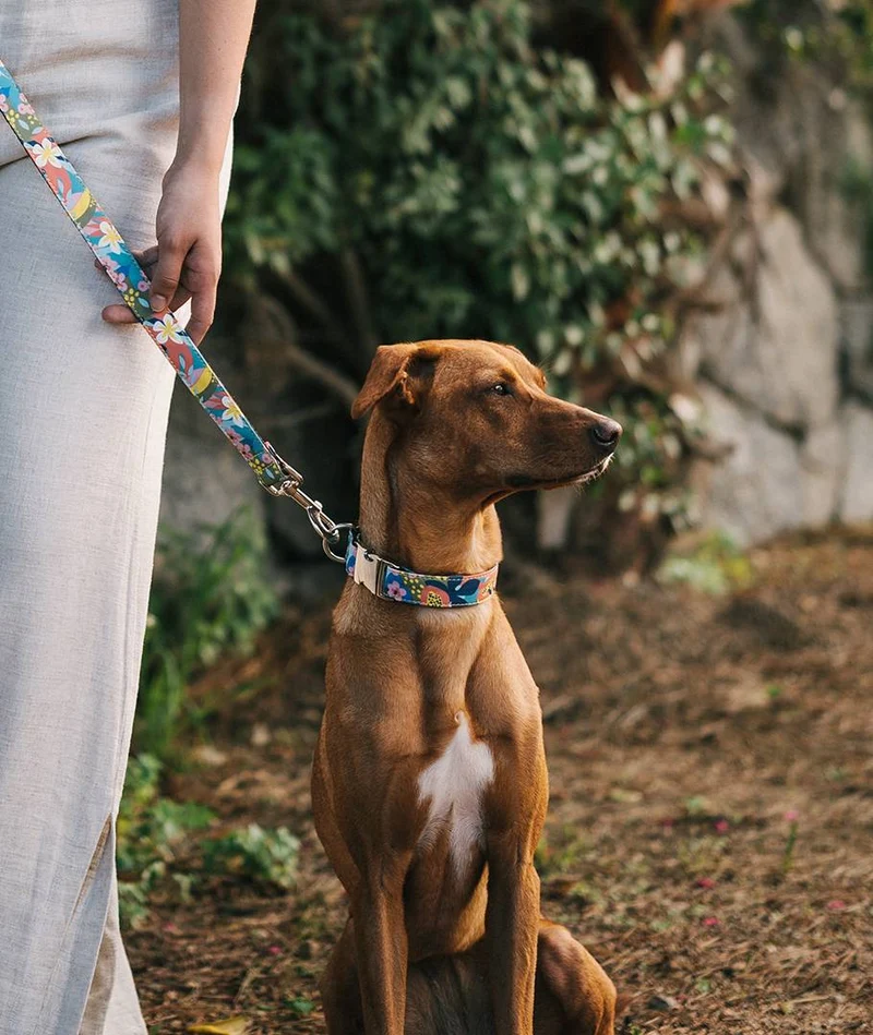 Collar para perro Ciutadella