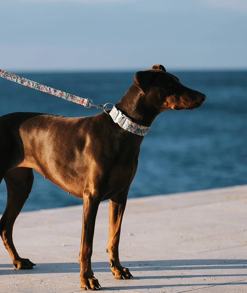 Collar para perro Perelada