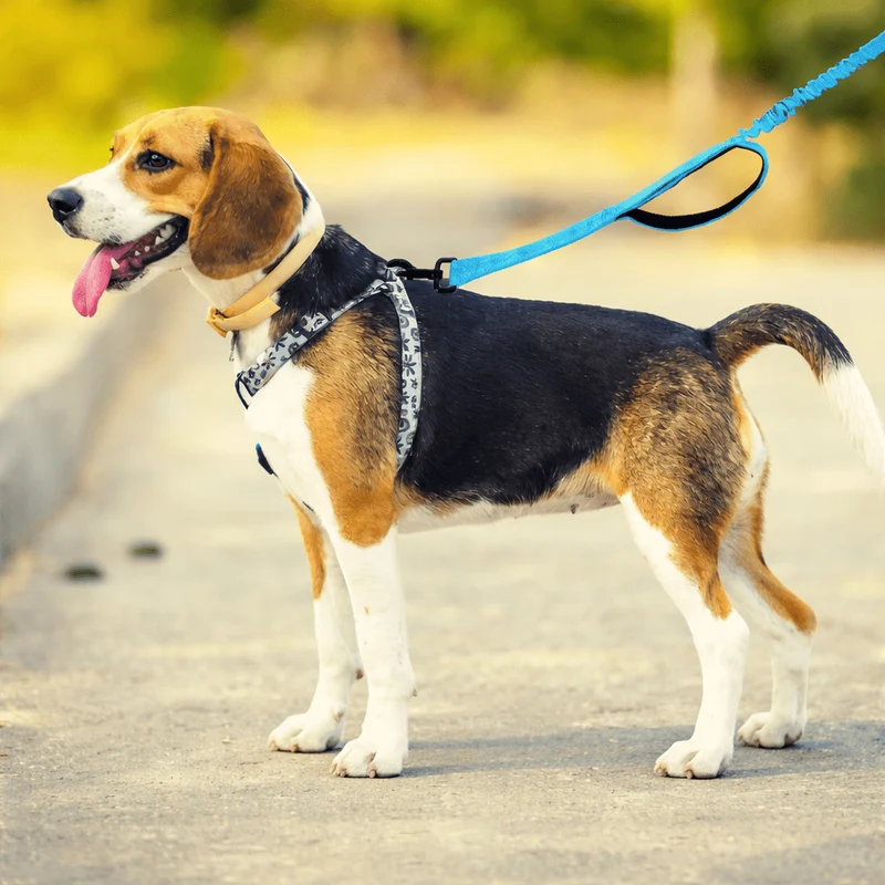 Laisse canicross petit chien