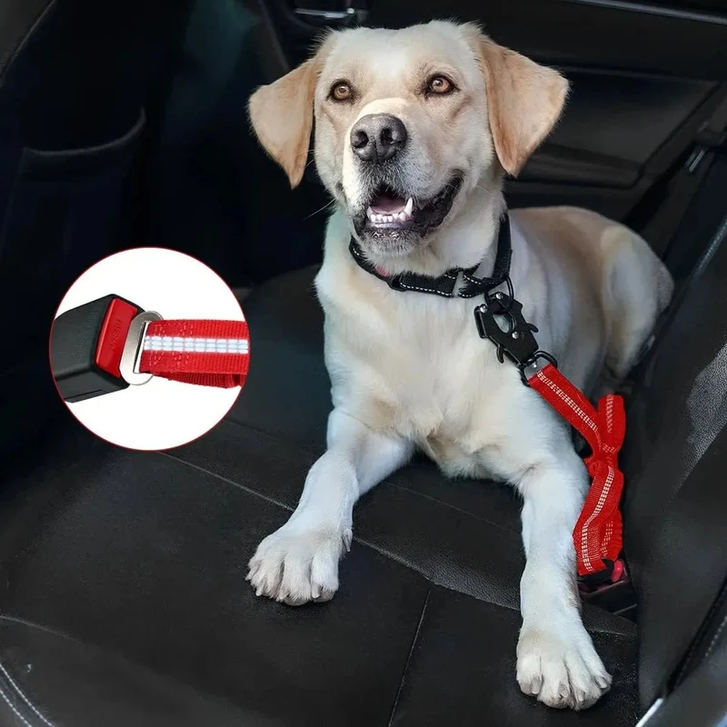 Laisse pour chien indestructible