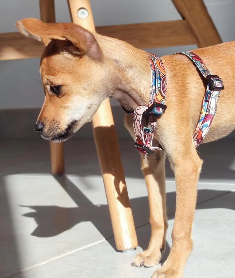 Arnés H para perro Malda