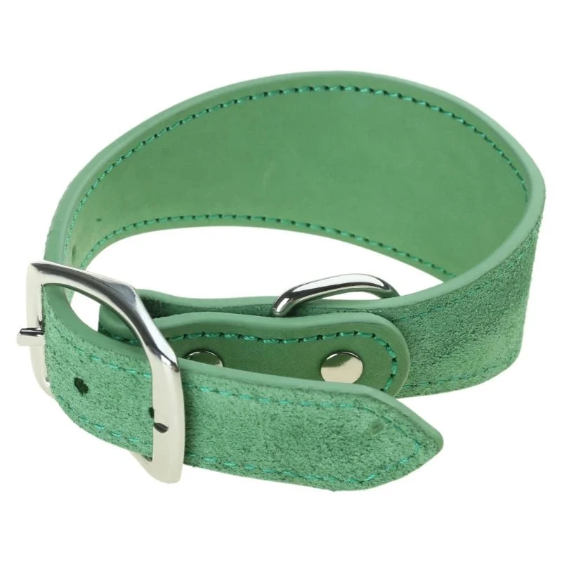 Collier chiot whippet