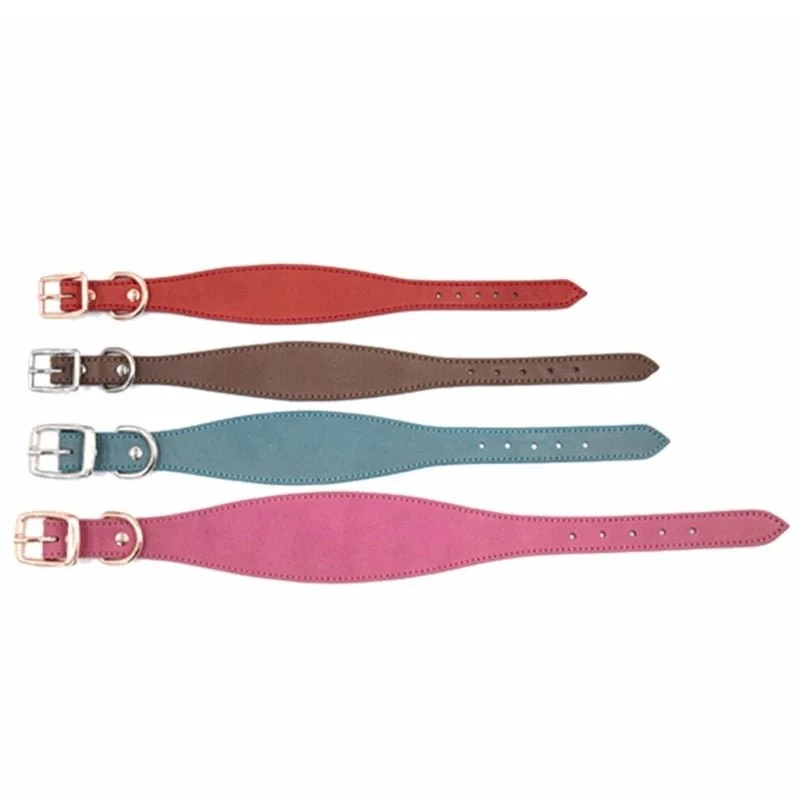 Collier chiot whippet