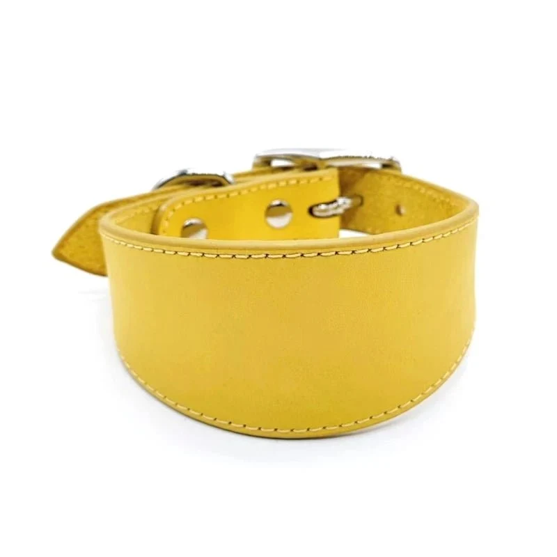 Collier chiot whippet