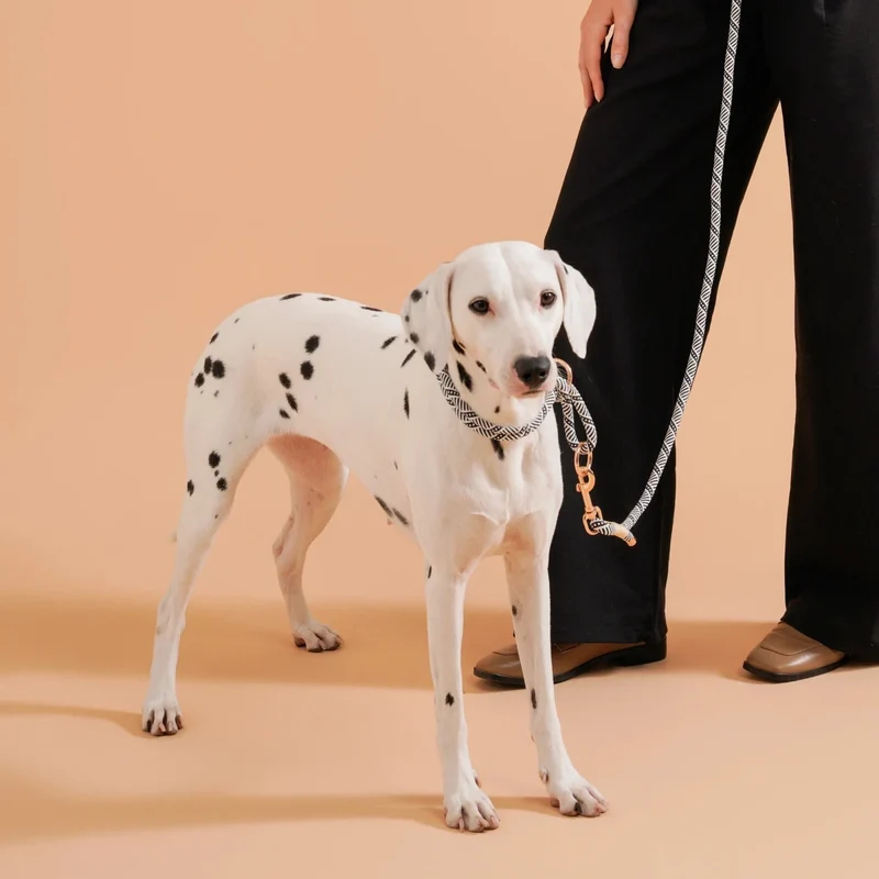 Collier chiot beagle