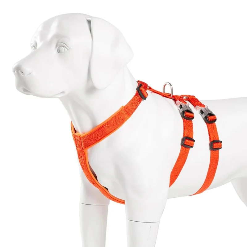 Harnais chien berger australien