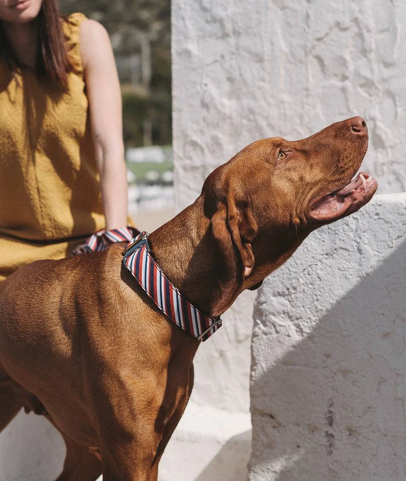 Collar para perro Calella