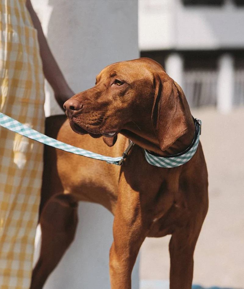 Collar para perro Pedrosa