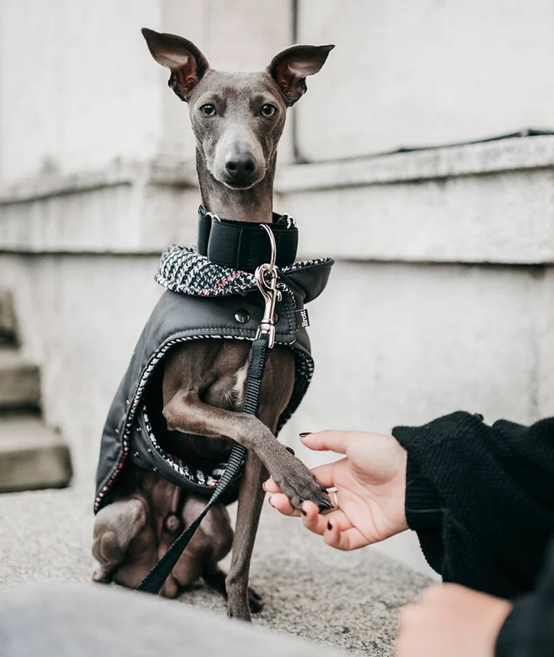 Abrigo para Galgo Grey & Ribes