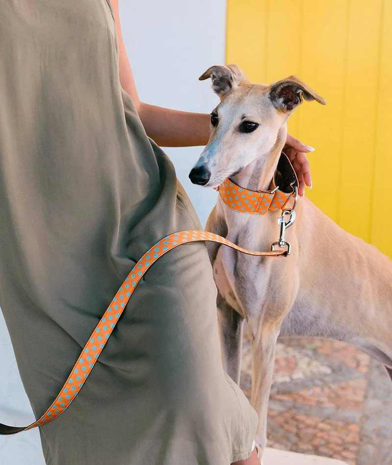 Collar para Galgo Pola