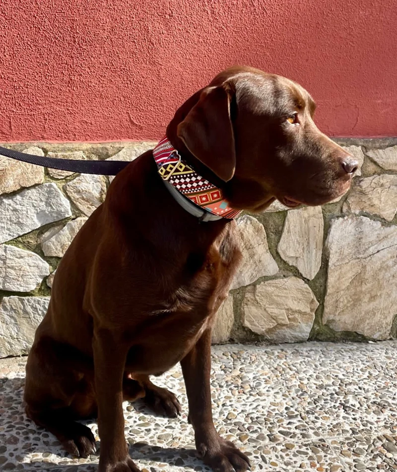 Collar para perro Escranc