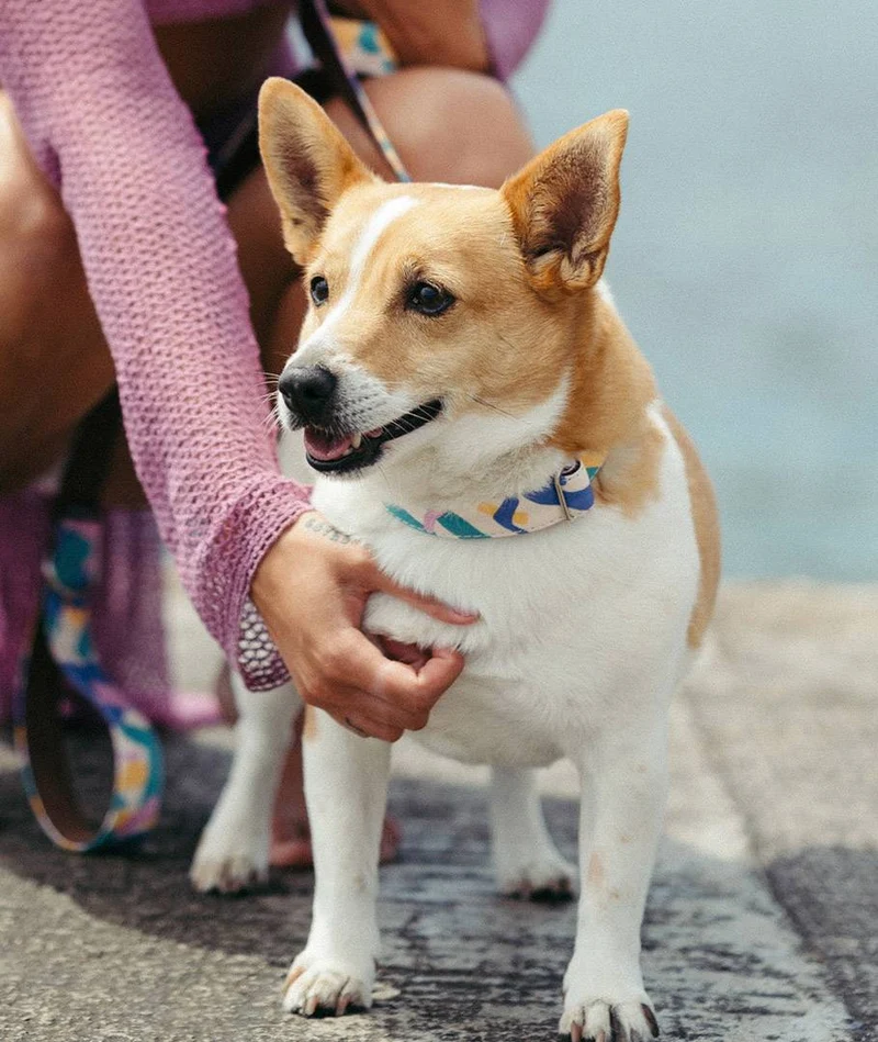 Collar para perro Montroig