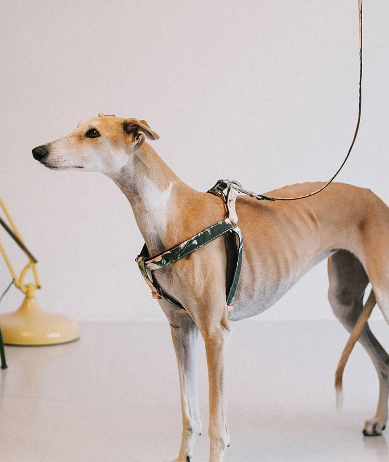 Arnés para perro Espelt