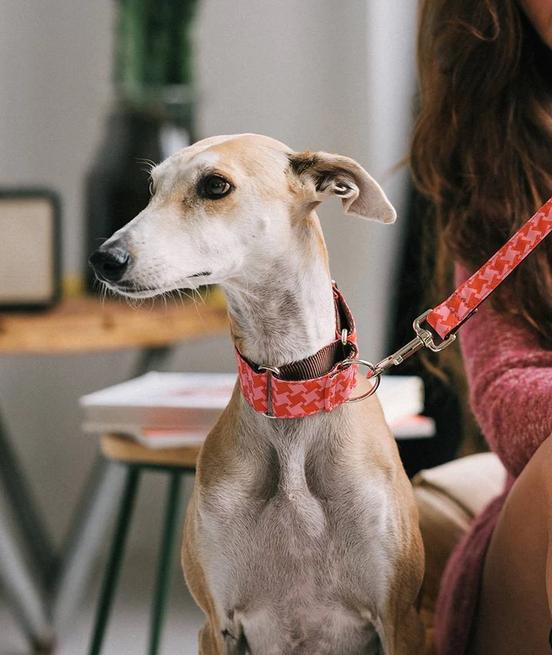 Collar para Galgo Miralles