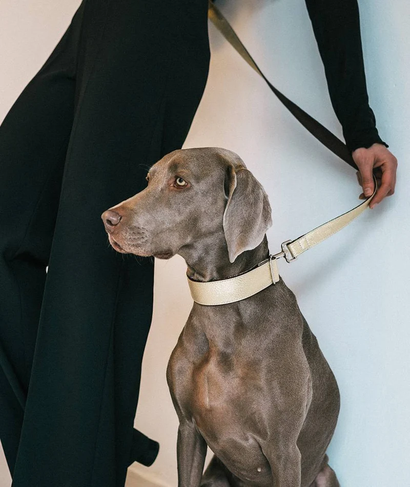 Collar para perro Sadurni