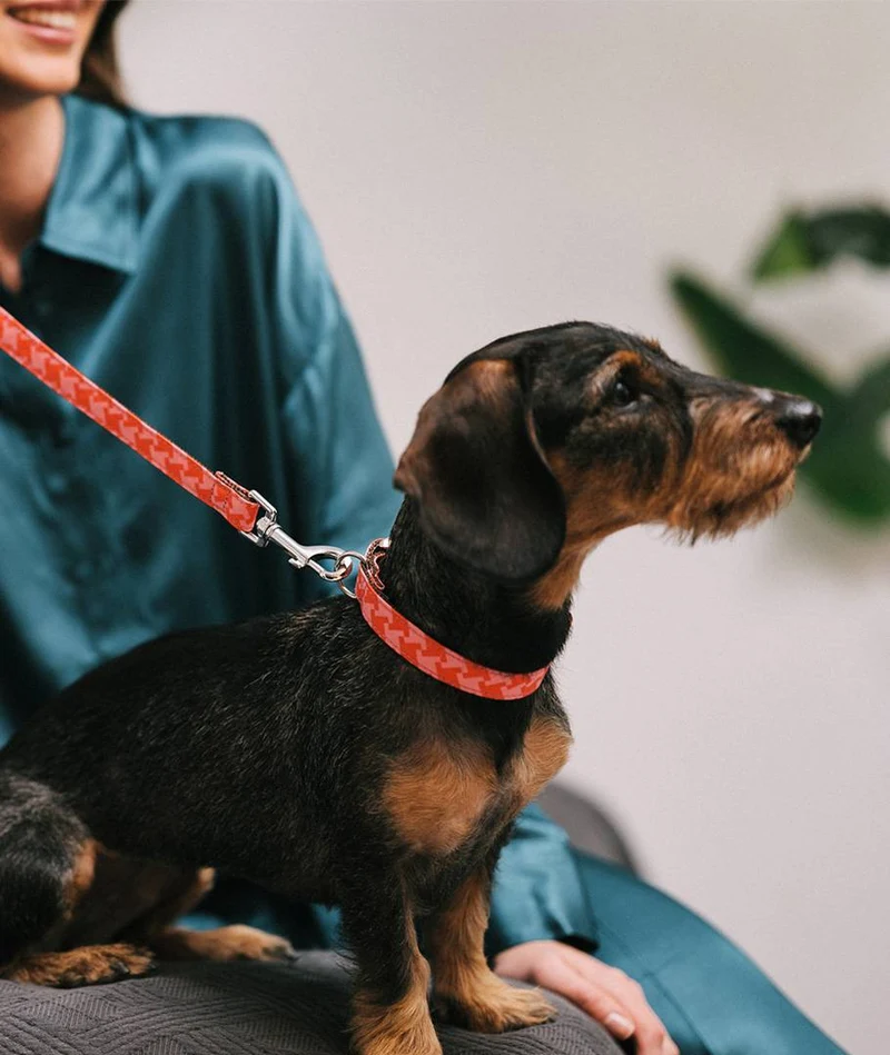 Collar para perro Miralles