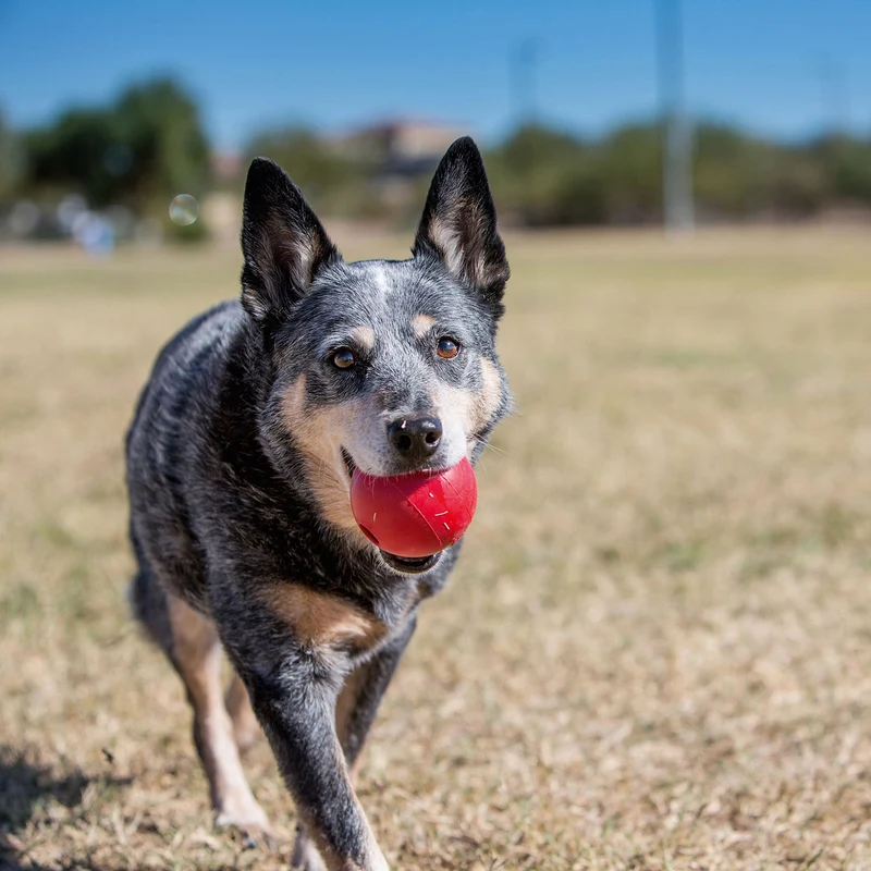 Hundespielzeug KONG® Ball
