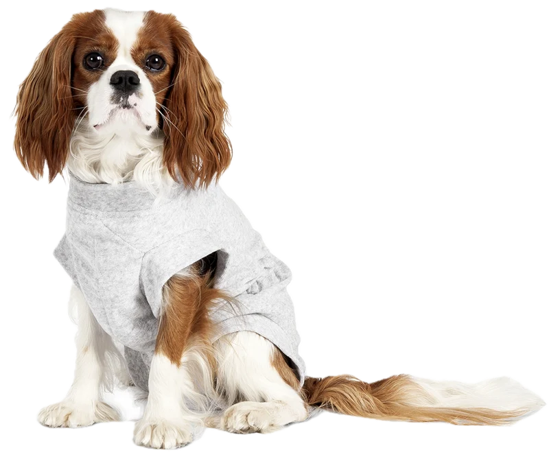Body pour chiens