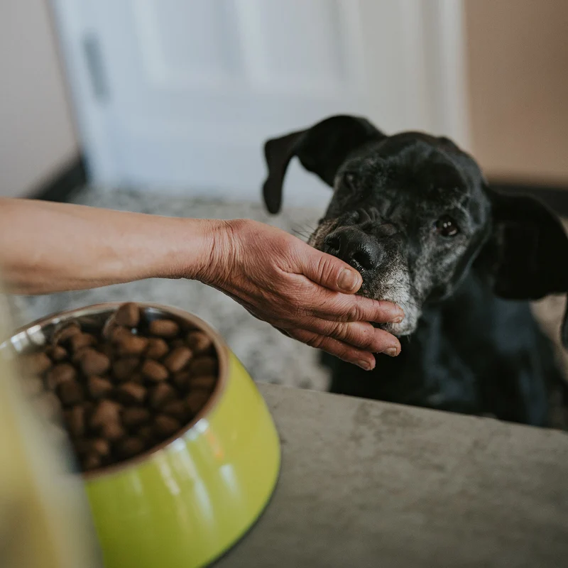 Hundefutter Boons Iberisches Schweinefleisch (für Hunde aller Größen geeignet)