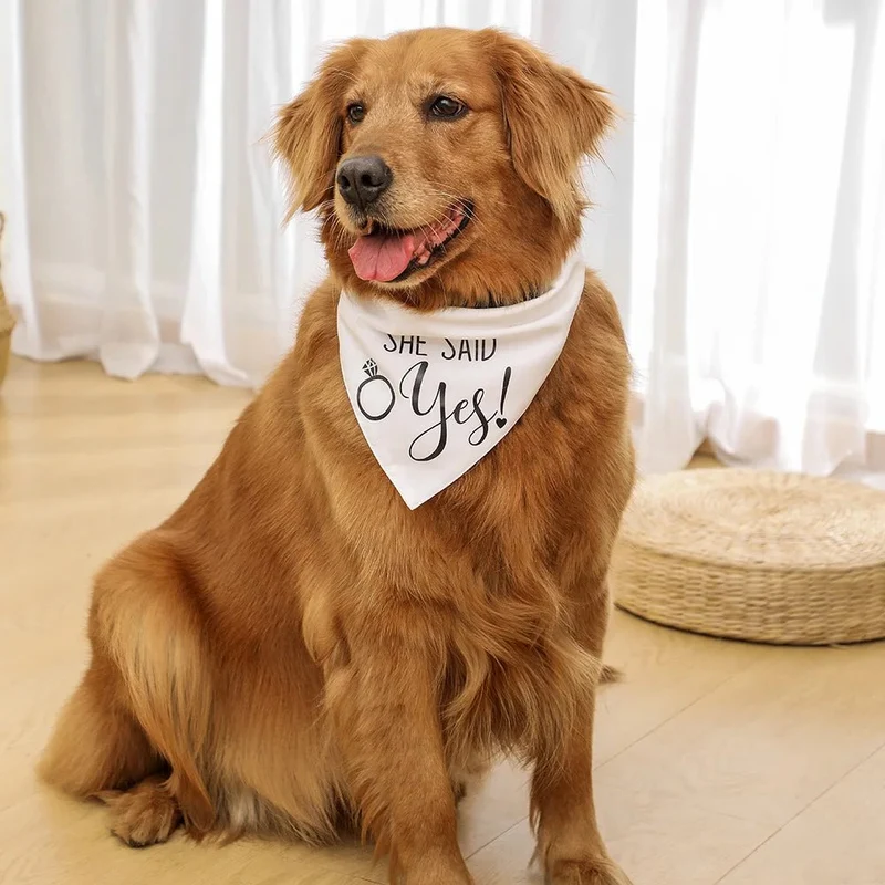 Bandana de mariage pour chien