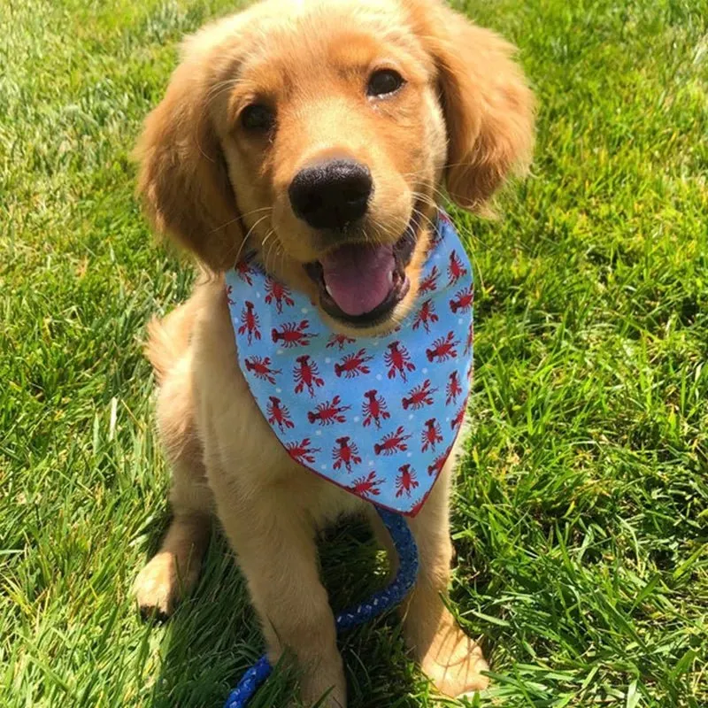 Bandana colorer pour chien