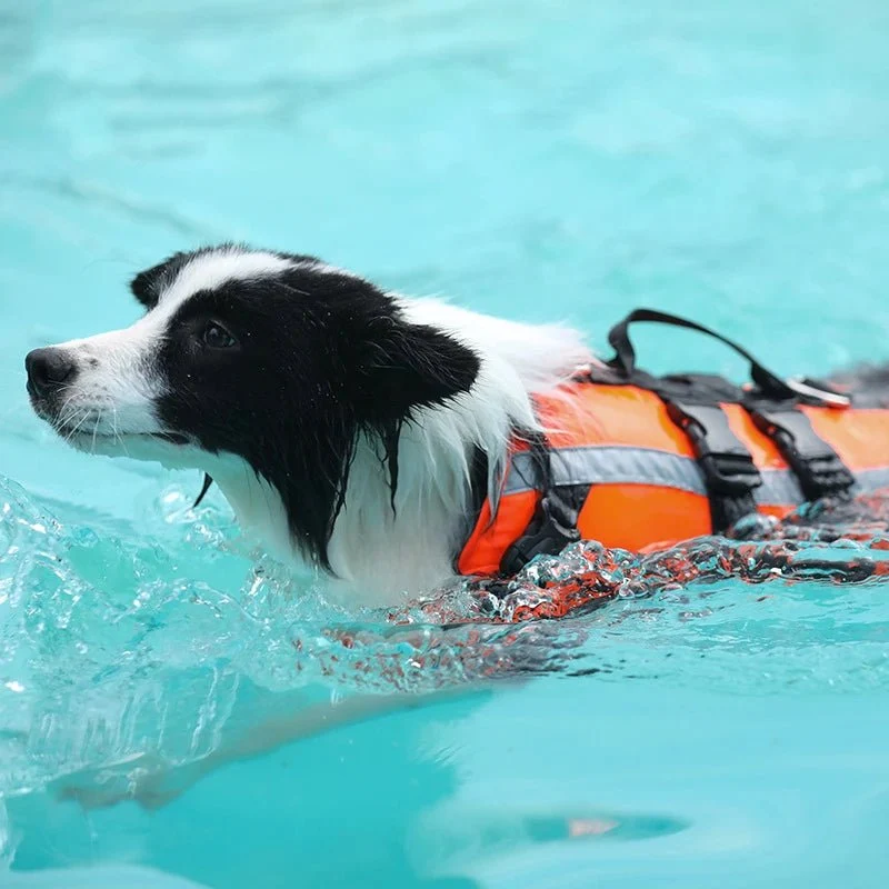 Gilet de sauvetage réfléchissant pour chien