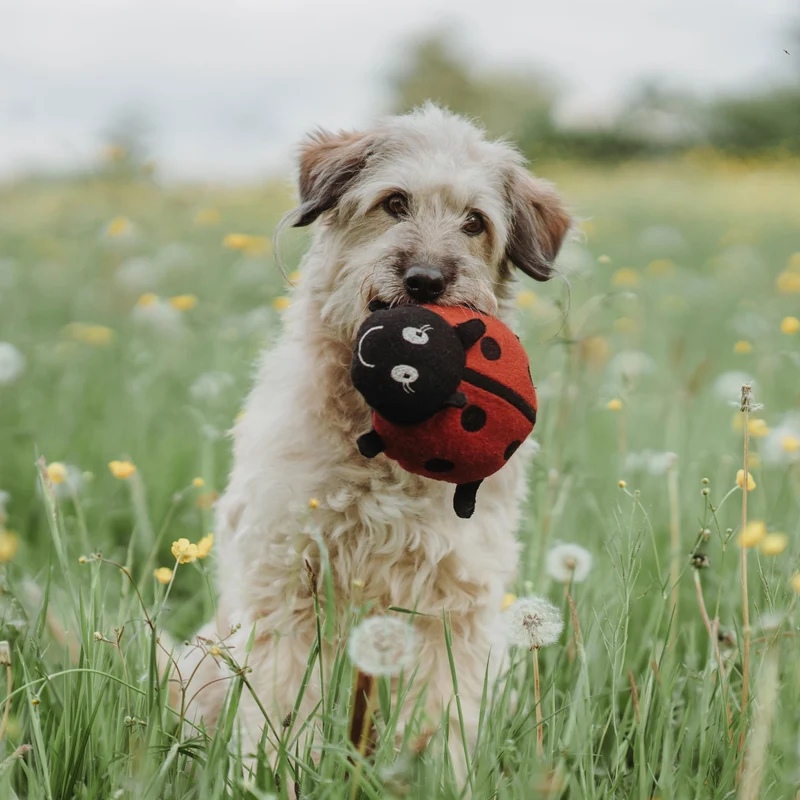 Hundespielzeug Florenz