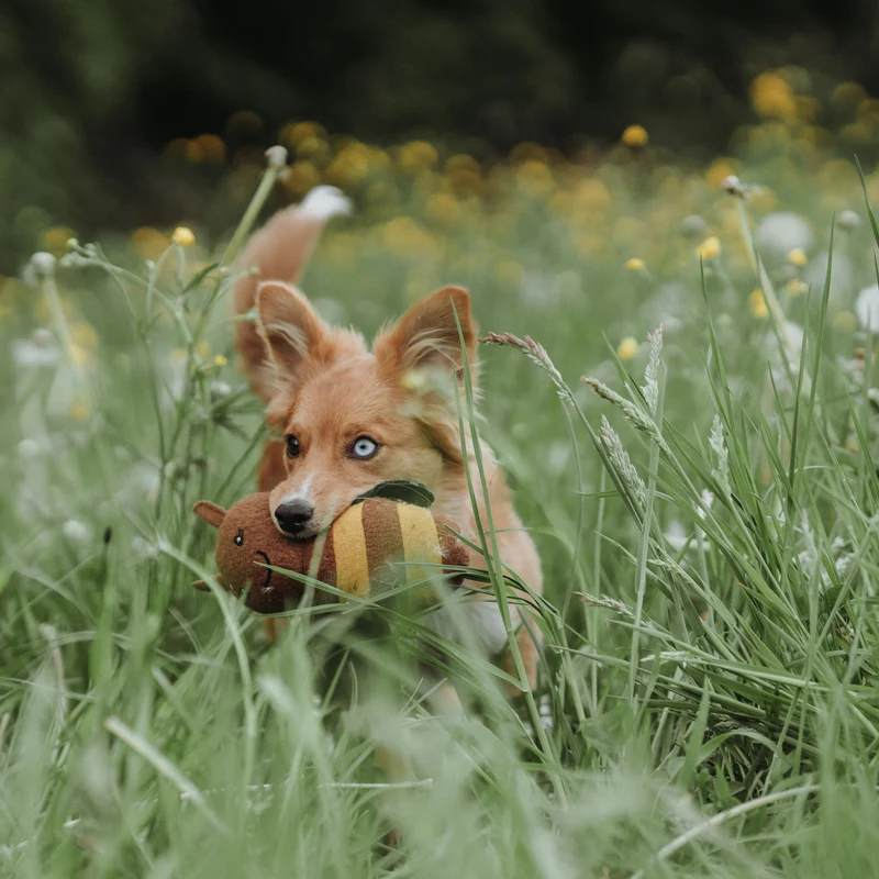 Hundespielzeug Florenz
