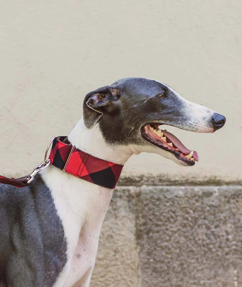 Collar para Galgo Bruc