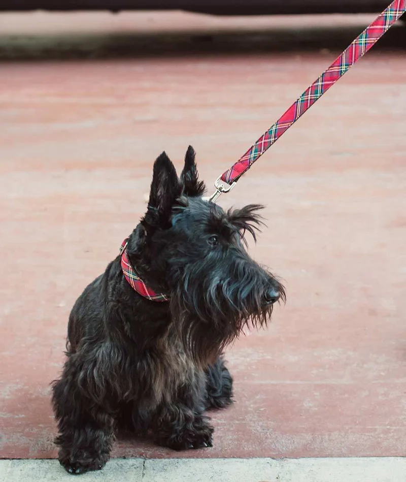 Collar para perro Tremp