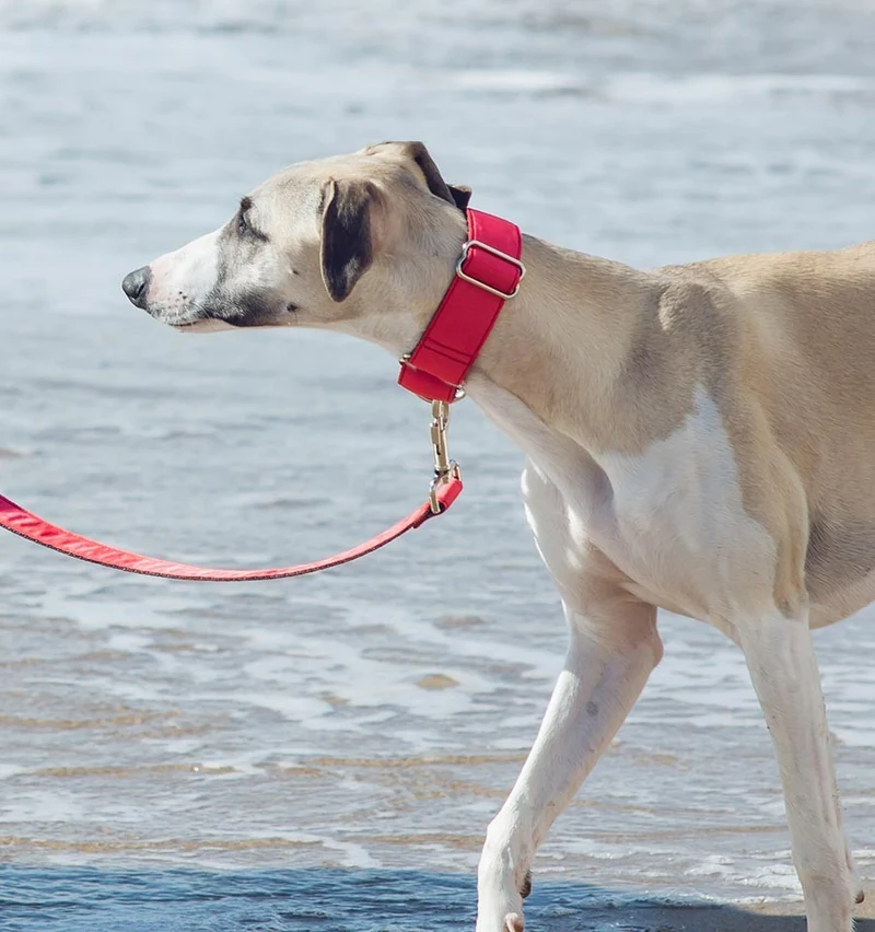 Collar para perro Solid Straberry