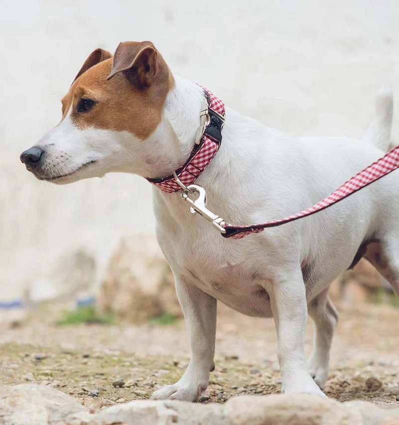 Collar para perro Maians