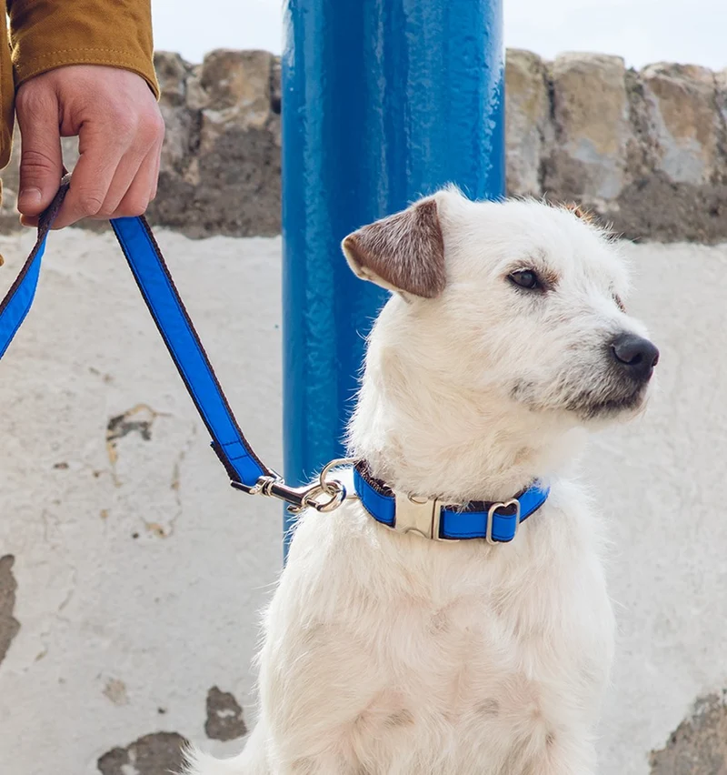 Collar para perro Solid Electric Blue