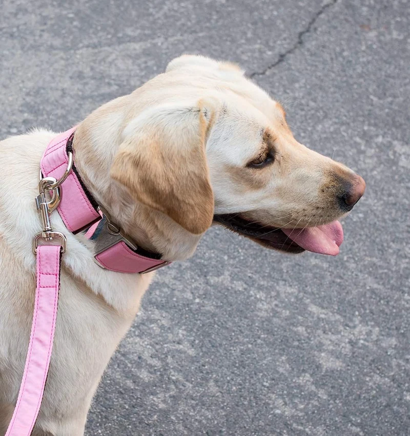 Collar para perro Solid Pink Gum
