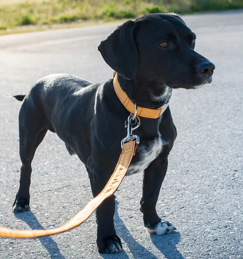 Collar para perro Solid Mandarin