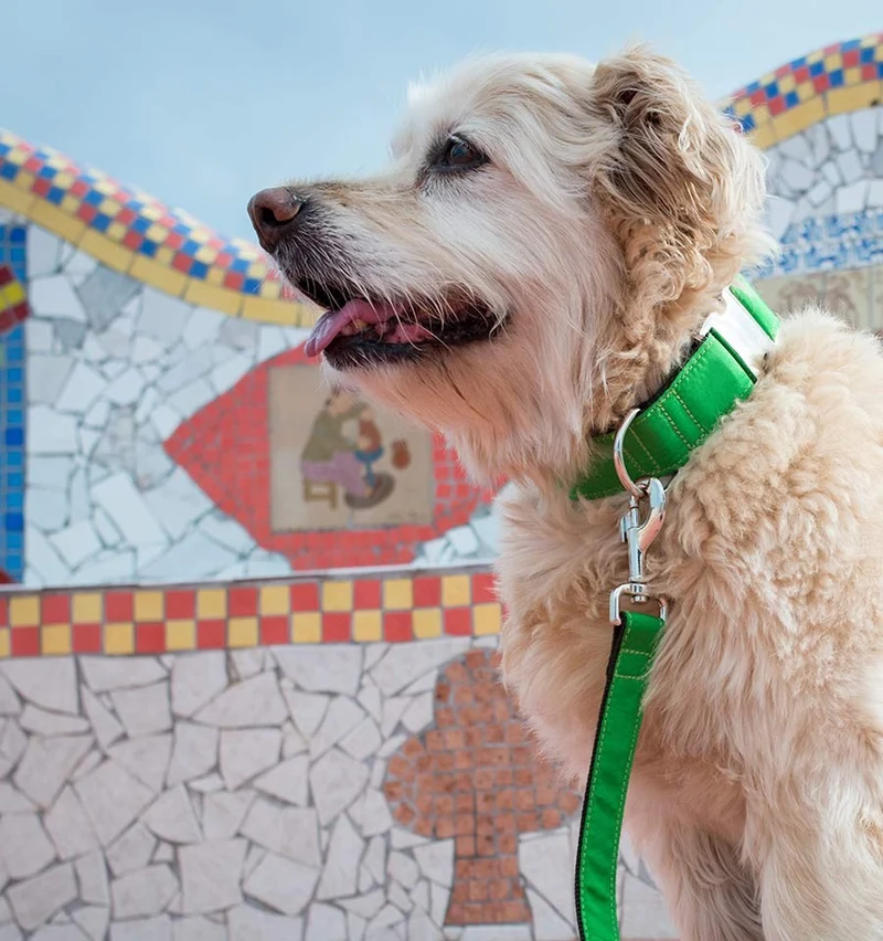 Collar para perro Solid Green Forest