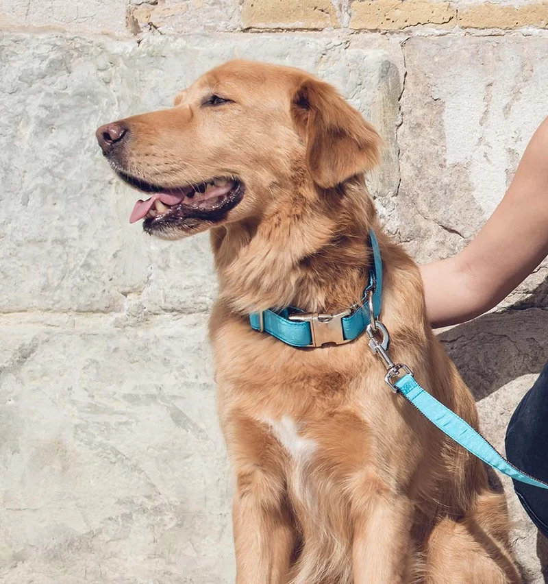 Collar para perro Solid Turquoise