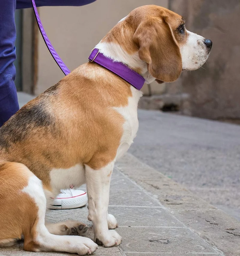 Collar para perro Solid Purple