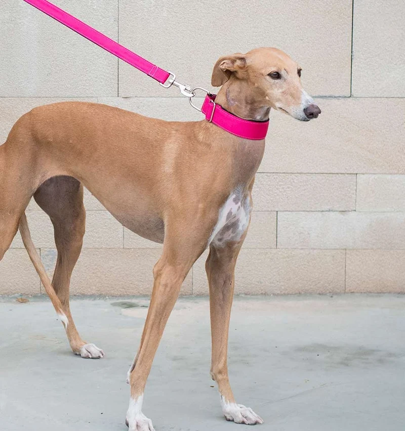 Collar para perro Solid Pink