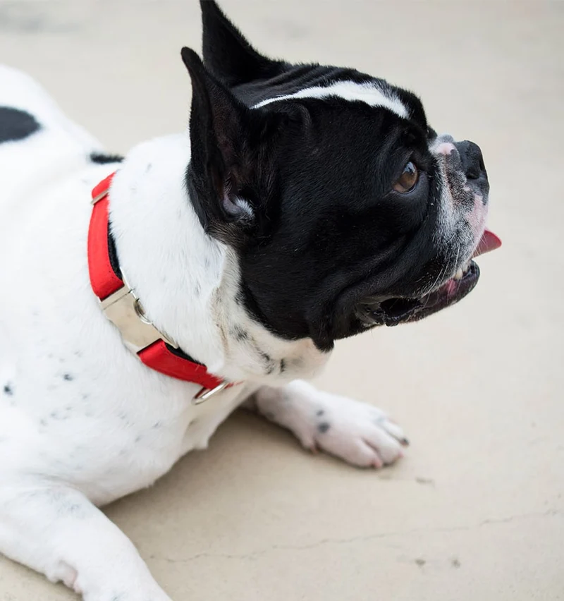 Collar para perro Solid Red